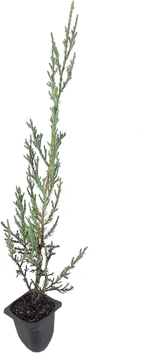 Miniatura 2 de Juniper Burkii - 3 árboles vivos - Juniperus Virginiana - Cribado de cedro rojo de hoja perenne