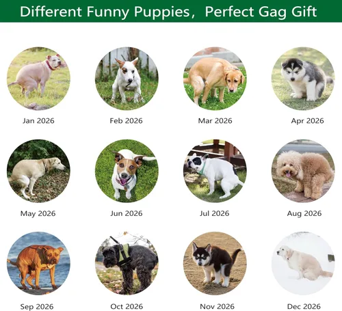 Miniatura 6 de Gag Gifts - Calendario 2021, calendario de pared, perros haciendo popo, para regalos de broma, enero a diciembre del 2021, 28 x 43.18 cm
