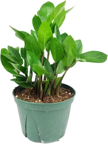 Miniatura 18 de Árbol de dinero trenzado de tocón de Pachira (4 pulgadas), plantas de interior de la suerte, plantas de interior decorativas únicas de 4/6 pulgadas