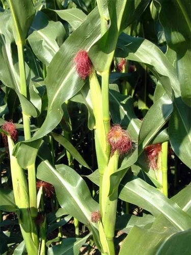 Miniatura 3 de 50 granos de maíz pop - Zea mays everta (cultivados orgánicamente)