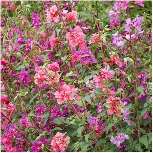 Miniatura 2 de Everwilde Farms - Semillas de flores silvestres nativas de Clarkia de 1 onza - Gold Vault