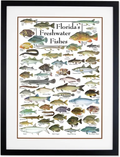 Miniatura 4 de Earth Sky + Water - Peces de agua dulce de la Florida - Póster Blanco
