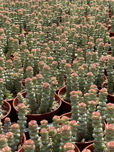 Miniatura 3 de Collar de bebé Crassula de 4 pulgadas, plantas suculentas vivas, plantas suculentas raras totalmente arraigadas en suelo suculento, planta viva