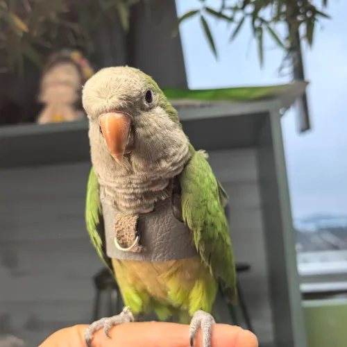 Miniatura 4 de Chaleco de arnés de vuelo de pájaro, traje de vuelo de loro con correa para periquitos, cacatúas, conures budgies, ropa de vuelo de pájaros