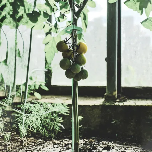 Miniatura 4 de Estacas de soporte para plantas de 12 pulgadas, con anillo de retención ajustable, estacas de soporte para plantas de interior y exterior, flores
