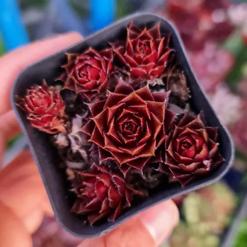 Miniatura 2 de Plantas vivas de Sempervivum (maceta de 2" Calcareum 'Greenii')