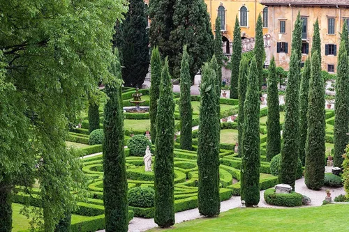 Miniatura 5 de Florida Foliage Árbol de ciprés italiano 40 plántulas vivas Cupressus Sempervirens Plantas formales elegantes de estilo mediterráneo, verde