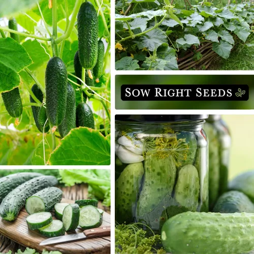 Miniatura 3 de Sow Right Seeds - Semillas de pepino de encurtido nacionales para plantar - Paquete de reliquia sin OMG con instrucciones para plantar y cultivar un