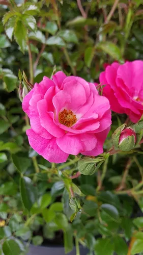Miniatura 2 de Planta viva de Green Promise Farms Flower Carpet Roses ROSA `FLOWER CARPET PINK` Pink Flower Arbusto #2 Tamaño Contenedor Rosa