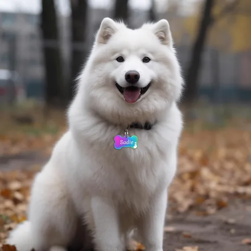 Miniatura 7 de GISUREY - Etiquetas de perro grabadas para mascotas, de acero inoxidable, etiquetas personalizadas de nombre de perro y gato, etiquetas de Hueso