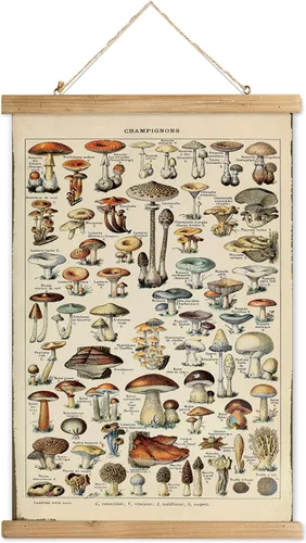 Miniatura 34 de XIAOAIKA Póster Educativo de Vida Silvestre de Seto Británico - Cuadro Ilustrado de la Naturaleza con Marco de Madera - Arte de Pared de Animales