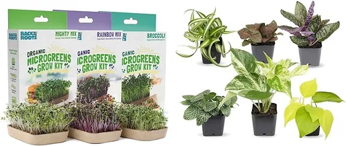 Back to the Roots Kit de cultivo Microgreen DIY, paquete de 6 variedades de cultivo y plantas de interior fáciles de cultivar (paquete de 6),