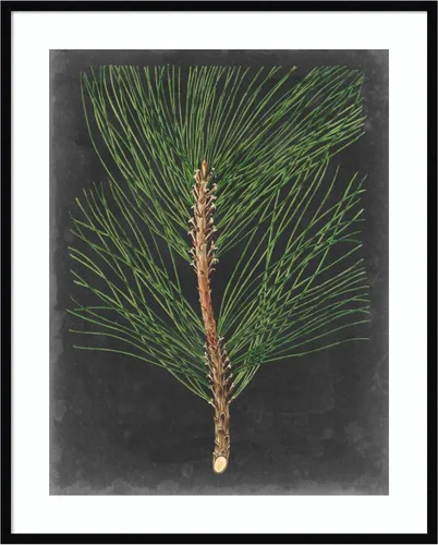 Miniatura 14 de Amanti Art Impresión artística enmarcada para pared, 44 x 36 pulgadas, dramático pino I de Vision Studio, arte de pared de naturaleza, decoración