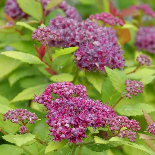 Miniatura 2 de DOUBLE PLAY® DOLLY™ - Spiraea japonica - Ganadores probados - Maceta de 4