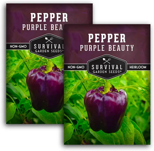Miniatura 10 de Purple Beauty - Semillas de pimiento morrón para plantar Pimientos morados dulces tradicionales para jardines domésticos – Polinizado abierto sin