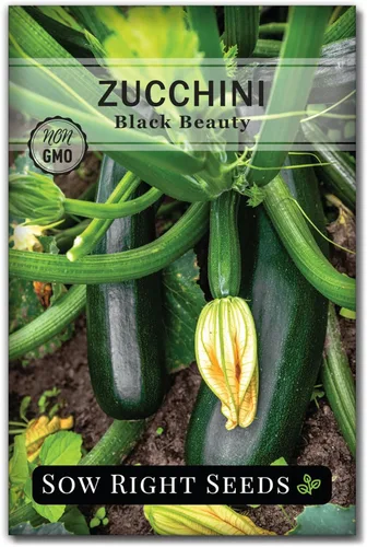 Sow Right Seeds - Semillas de calabacín Black Beauty para plantar - Paquete de reliquia sin OMG con instrucciones para plantar un huerto doméstico -
