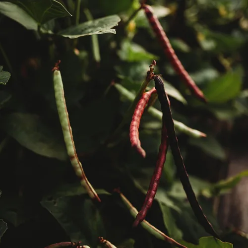 Miniatura 3 de Top Pick Brown Crowder Pea/Cowpey, 50 semillas, variedad tradicional y polinizada abierta, cultivadas en Estados Unidos, semillas de vegetales sin