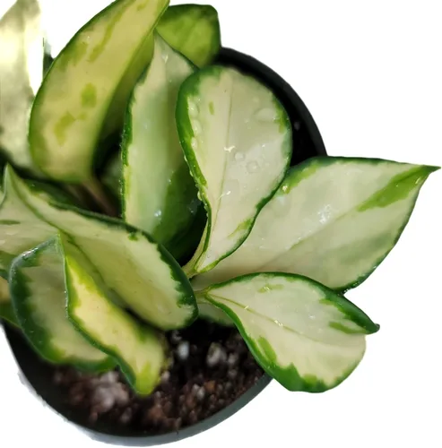 Miniatura 3 de Hoya Krimson Princess, Hoya Carnosa Vareiagata, plantas de interior vivas de Hoya, llegada viva garantizada