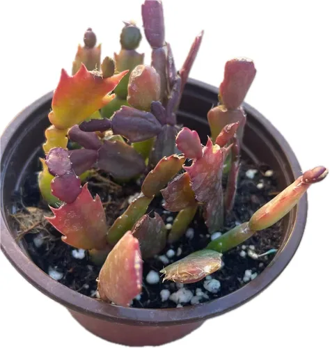 Miniatura 10 de Plantas suculentas vivas, variedades variadas en dos tamaños de maceta, plantas de fácil cuidado para interiores y exteriores, GNEM