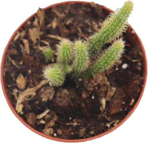 Miniatura 2 de Suculenta de cola de rata - 3" de California Tropicals