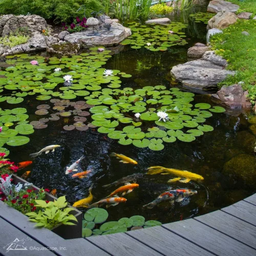 Miniatura 4 de Aquascape Tratamiento de agua limpiador de arroyos y estanques SAB (7 libras / 7.1 lbs)