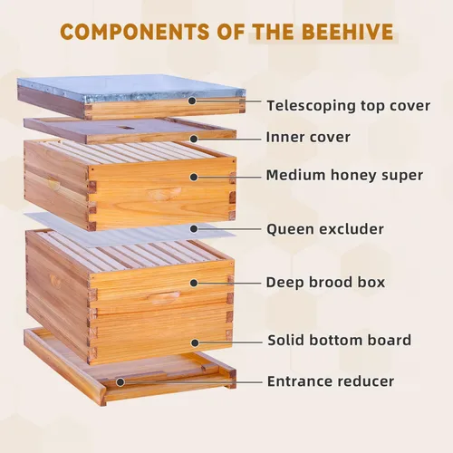 Miniatura 2 de POLLIBEE Colmena de abejas de 10 marcos, kit de colmena recubierta de cera de abeja para el cuidador de abejas, colmena completa incluye 1 caja