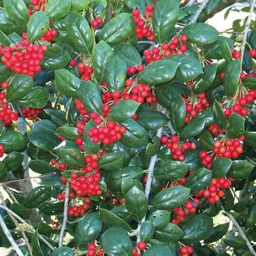 Miniatura 3 de Enano Burford Holly - 10 plantas vivas - Ilex Burfordi Evergreen Seto bayas rojas arbusto de árbol