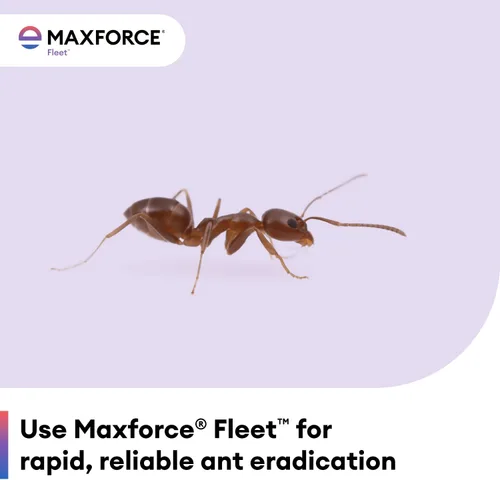 Miniatura 8 de Maxforce Fleet Ant Bait Gel (4 x 0.95 oz) – Ant Killer de acción más rápida con fipronil – Uso en interiores y exteriores – Mata colonias enteras