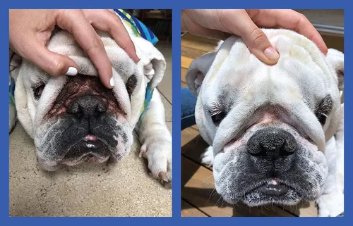 Miniatura 6 de Squishface Pasta antiarrugas y aplicador de crema de silicona flexible para perros, forma más suave y limpia de aplicar pasta antiarrugas en la cara