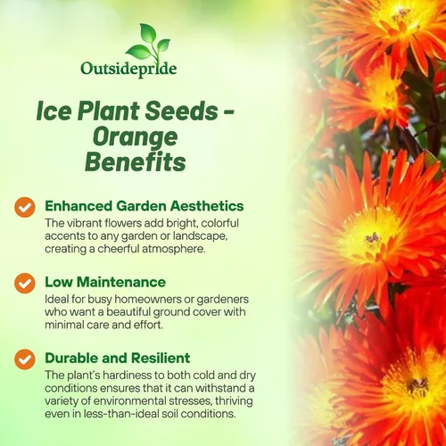 Miniatura 3 de Outsidepride Gelato - Semillas de plantas de hielo naranja – 5000 piezas de semillas perennes, tolerantes a la sequía, para plantar flores vibrantes