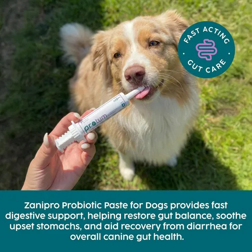 Miniatura 2 de Protum - Pasta probiótica para perros, fórmula prebiótica avanzada de 1.0 fl oz para apoyo digestivo, sabroso sabor a maní para la salud intestinal