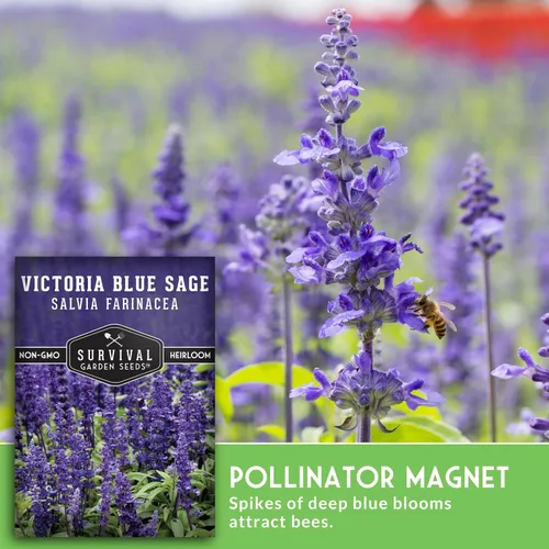 Miniatura 4 de Victoria - Semillas de salvia azul para plantar, semillas de harina de reliquia Salvia Farinacea, flores polinizadoras para bordes y jardines