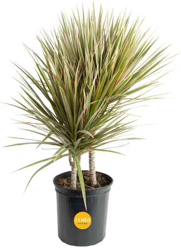 Miniatura 9 de Costa Farms Dracaena - Planta viva para interiores y exteriores en maceta de cultivo, planta de interior de follaje verde tropical de fácil cuidado