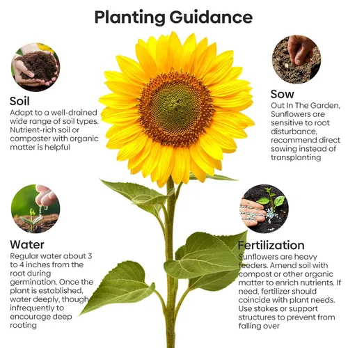 Miniatura 4 de Semillas de girasol Groundio para plantar, 1 OZ, cultiva un girasol gigante Mamut en tu jardín, más de 300 semillas de girasol con alta germinación