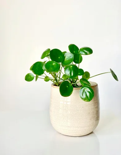 Miniatura 4 de Planta de dinero chino Pilea Peperomioides de 5 a 9 pulgadas Planta OVNI Planta de panqueques de hoja redonda para decoración moderna