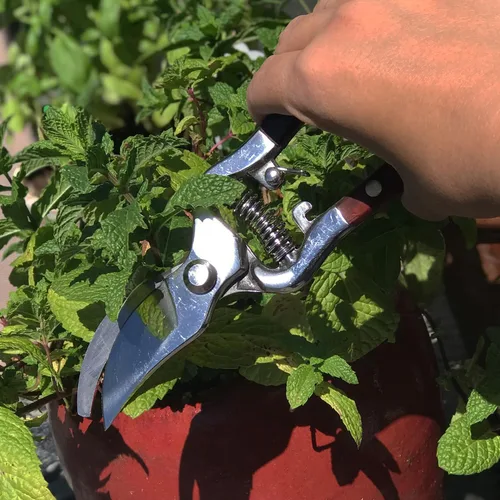 Miniatura 5 de Verve CULTURE - Tijeras de cocina tailandesas y tijeras de podar para jardinería, hechas a mano, multiusos, con cuchillas de acero inoxidable y asas