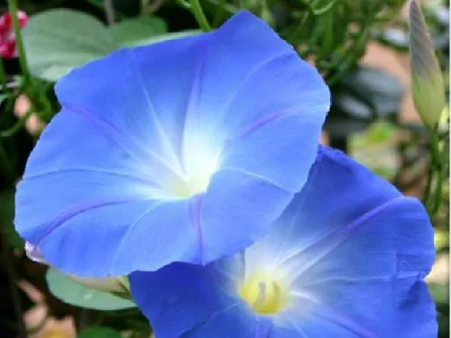 Miniatura 2 de Morning Glory Seed, Celestial Blue, 100 semillas, flores largas de temporada azul brillante