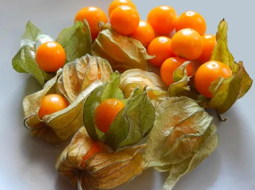 Miniatura 4 de Más de 200 Semillas Fresa Cereza Molida - Physalis - Naranja Vegetal