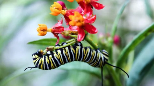 Miniatura 3 de UtopiaSeeds Semillas de flor de algodoncillo de sangre - Atrae y alimenta mariposas monarca