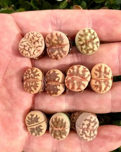 Miniatura 2 de Paquete de 3 plantas vivas de piedra viva exótica de Lithops Dorotheae Mix (pequeña)