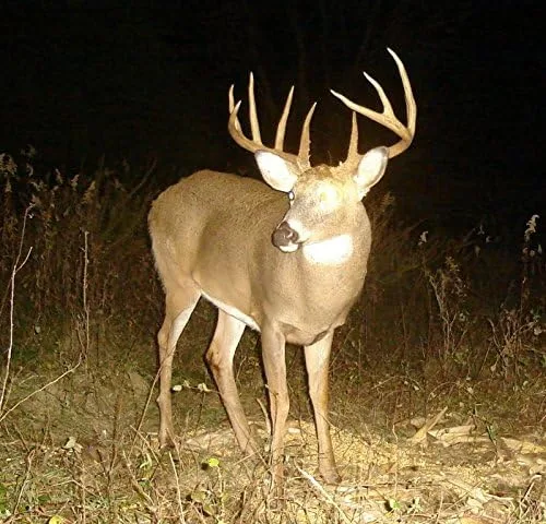 Miniatura 2 de Poción de ciervo anzuelo – Concentrado Deer anzuelo Poción mezcla