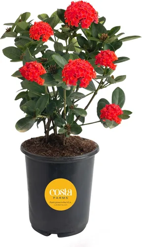 Miniatura 12 de Costa Farms Curcuma, planta viva de jengibre oculto en maceta de plástico, planta de interior con flores al aire libre, perfecta para decoración
