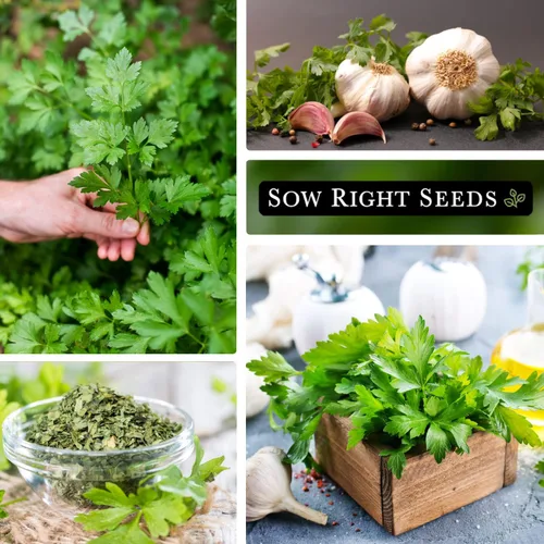 Miniatura 4 de Sow Right Seeds - Semilla de perejil de hoja plana para plantar - Paquete de reliquia sin OMG con instrucciones para plantar y cultivar un jardín