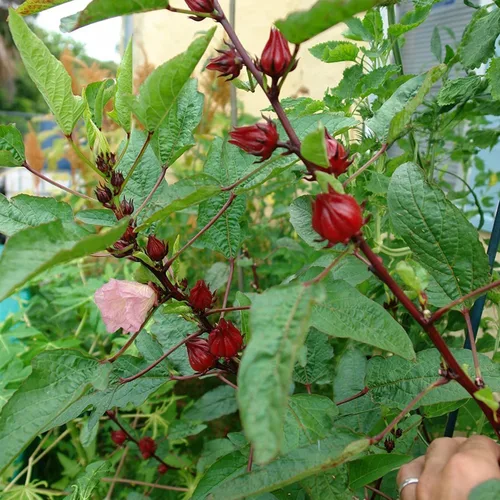 Miniatura 7 de Roselle Rojo (Hibiscus sabdariffa) - Paquete de 50 Semillas