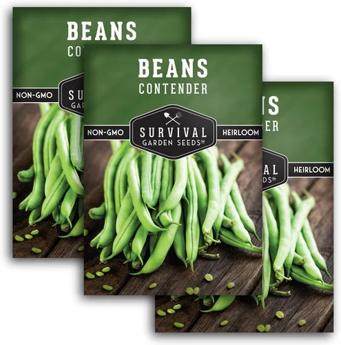 Paquete de 3 semillas de frijol Contender Bush para plantar con instrucciones para cultivar deliciosas judías verdes sin cuerdas en el huerto de tu