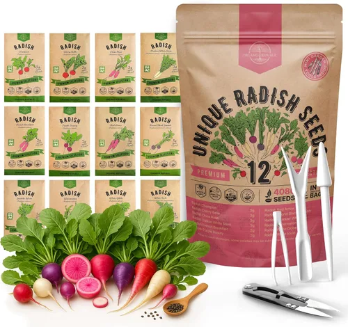 Organo Republic Paquete variado de 12 semillas de rábano para interior y exterior, más de 2400 semillas de jardín de rábano sin OMG tradicionales: