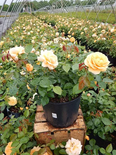 Miniatura 4 de Rosa 'Iceberg' (Rosa Floribunda) Rosa, flores blancas, contenedor tamaño #3