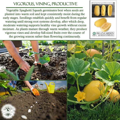 Miniatura 5 de Semillas de calabaza de invierno de espagueti vegetal para plantar, más de 25 semillas tradicionales por paquete, semillas de jardín de Isla
