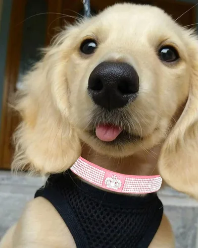 Miniatura 3 de Bling - Collar de perro para perros pequeños, medianos y grandes, collares de perro con corona de diamantes de imitación para perros hembras y Rosado