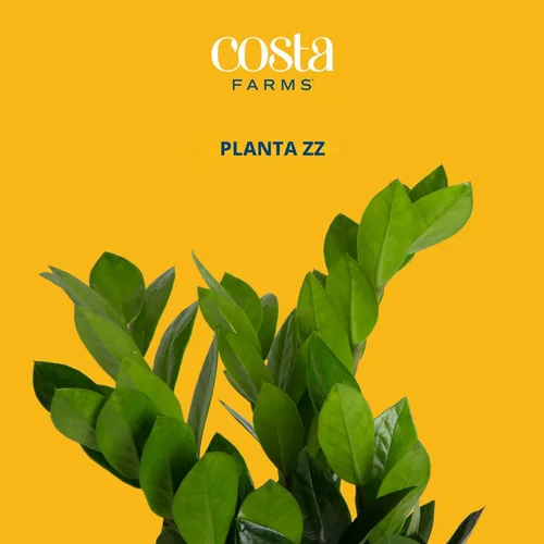 Miniatura 3 de Costa Farms ZZ Planta viva en maceta decorativa, fácil de mantener, planta de interior purificadora de aire, perfecta para decoración del hogar